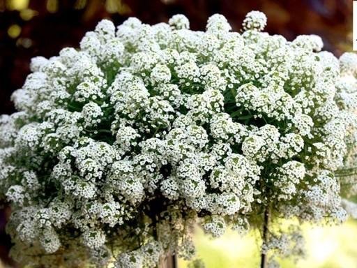 Strandkrassing vit höjd 20 cm blomningstid juli-okt över 100 frön