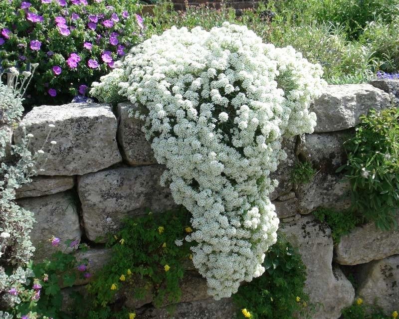 Strandkrassing vit höjd 20 cm blomningstid juli-okt över 100 frön