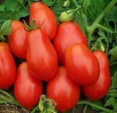 Tomat "Denar" höjd 60-80 cm behöver ej stöd frukt 90-110 g 6 frön