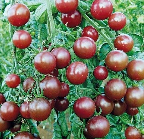 Tomat Black Cherry höjd 150-200 cm 6 frön