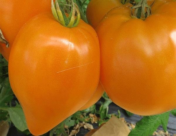 Tomat Oxheart Orange höjd 150-200 cm 6 frön