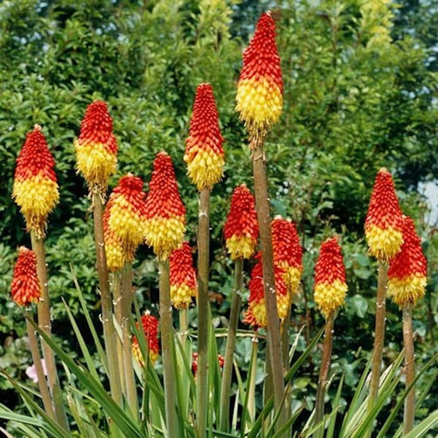 Fackellilja 'Red Hot Poker ' flerårig höjd 70-80 cm blom juli-sept 30 frön