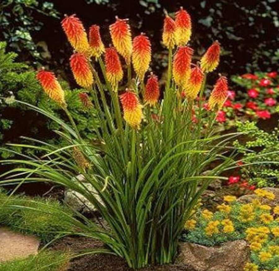 Fackellilja 'Red Hot Poker ' flerårig höjd 70-80 cm blom juli-sept 30 frön