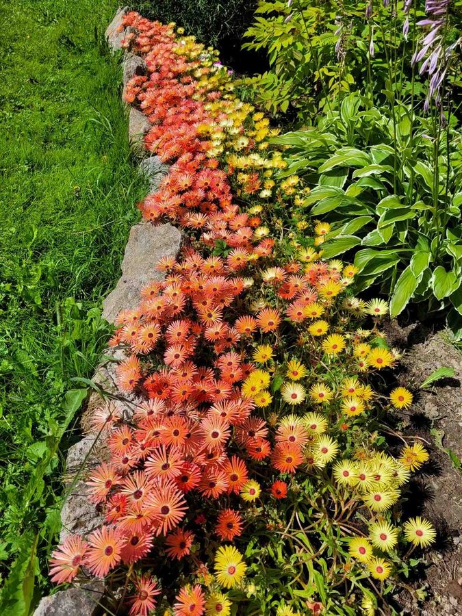 Doroteablomma Gul ettårig höjd 12 cm blom juni-sept Minst 50+ frön