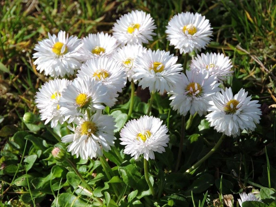 Tusensköna Daisy'Roggli White tvåårig h 15-20 cm blom april-juni ca 100 fr