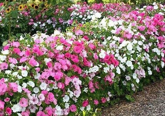 Sommarmalva `Pastell` mix ettårig höjd 60-90 cm blommar augusti-okt30 frö
