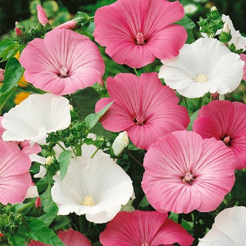 Sommarmalva `Pastell` mix ettårig höjd 60-90 cm blommar augusti-okt30 frö