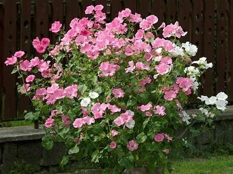 Sommarmalva `Pastell` mix ettårig höjd 60-90 cm blommar augusti-okt30 frö