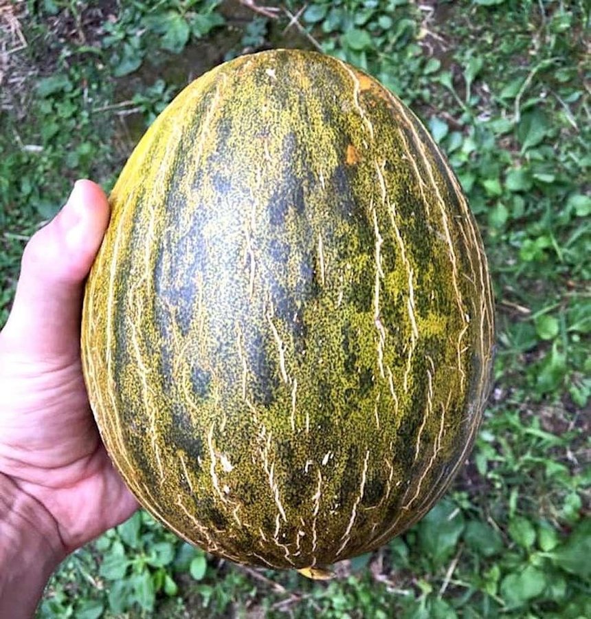 Melon "Piel de Sapo" 6 frön