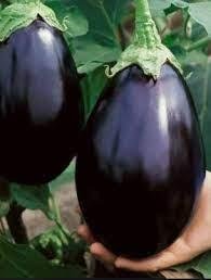 Aubergine Black Beauty 10 frön