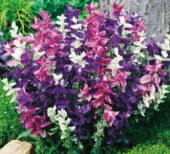 Broksalvia 'Bouquet' ettårig mix höjd 50-60 cm blommar juni-frost 40 frö