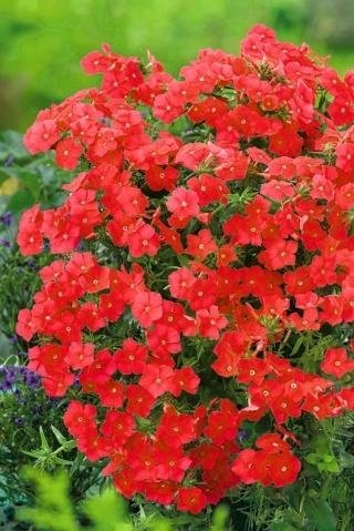 Sommarflox Drummonda Red ettårig blommar juni-frost höjd 30-40 cm 30 frön