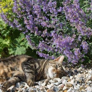 Kantnepeta kattmynta flerårig höjd ca 30-40 cm blommar juni-sept 50 frön