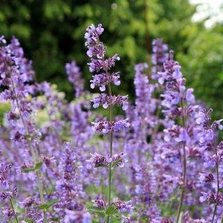 Kantnepeta kattmynta flerårig höjd ca 30-40 cm blommar juni-sept 50 frön