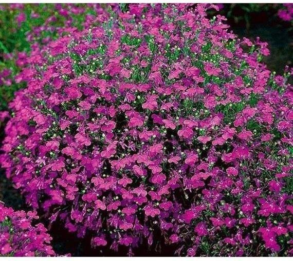 Kantlobelia Rosamund höjd 20-25 cm ca 200 frö