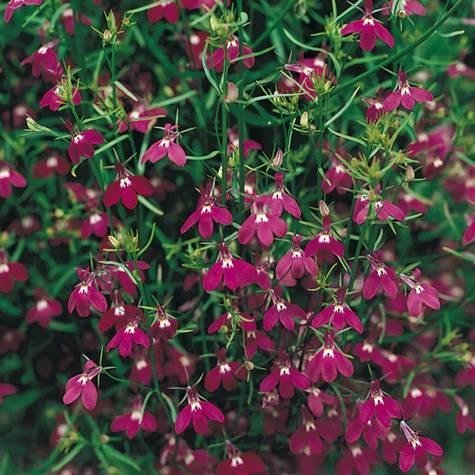 Kantlobelia Rosamund höjd 20-25 cm ca 200 frö