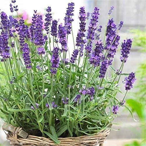 Lavendel lavendula officinalis flerårig blå höjd 30-40 cm 40 frö