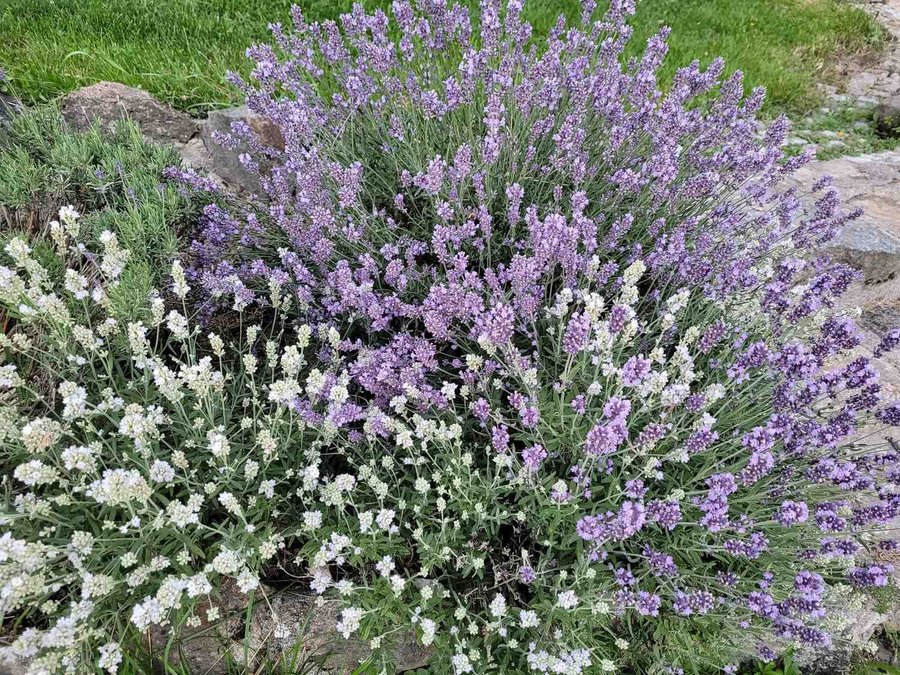 Lavendel lavendula officinalis flerårig blå höjd 30-40 cm 40 frö