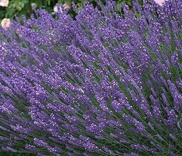 Lavendel lavendula officinalis flerårig blå höjd 30-40 cm 40 frö