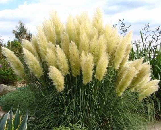 Pampasgräs "Pampas Grass White höjd över 200 cm 20 frö