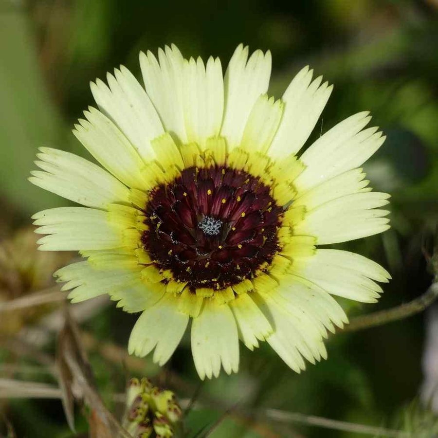 Paraplymjölkört (Tolpis Barbata) höjd ca 40 cm ca 100 frö