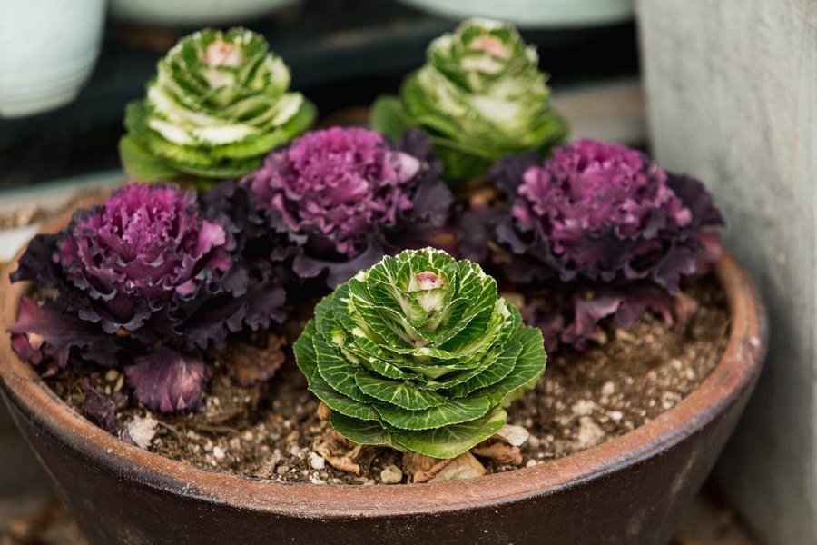 Prydnadskål Cabbage Ornamental Mixed 25 frö