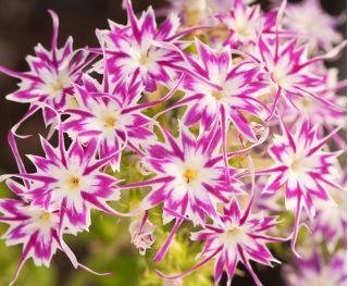 Sommarflox "Stars" höjd 20-30 cm blommar juli-sept 40+ frö