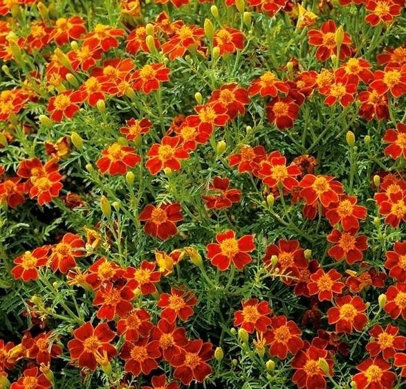 Tagetes Red Gem ettårig höjd ca 30 cm ca 50 frö