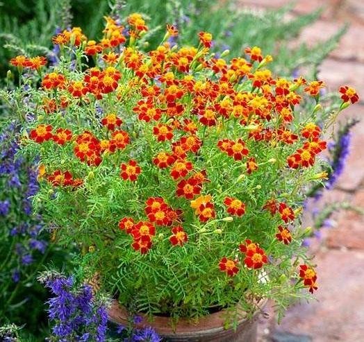 Tagetes Red Gem ettårig höjd ca 30 cm ca 50 frö