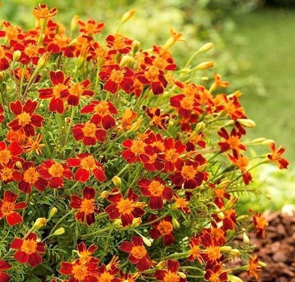 Tagetes Red Gem ettårig höjd ca 30 cm ca 50 frö