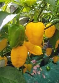 Chilipeppar Habanero Yellow höjd ca 40-50 cm 6 frön