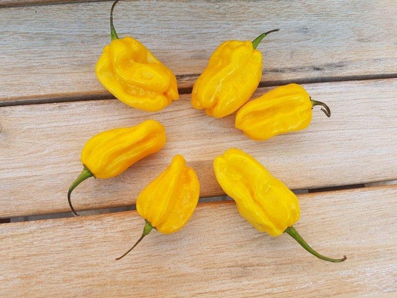 Chilipeppar Habanero Yellow höjd ca 40-50 cm 6 frön