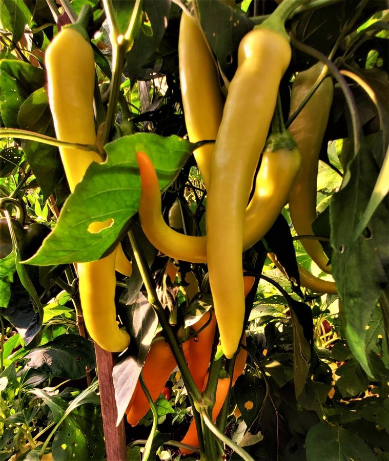 Chilipeppar Harvey höjd ca 50 cm 8 frön