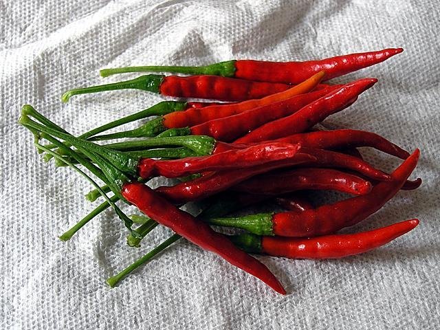 Chile De Arbol - Mexikansk lite het chilisort låg planta 6 frön