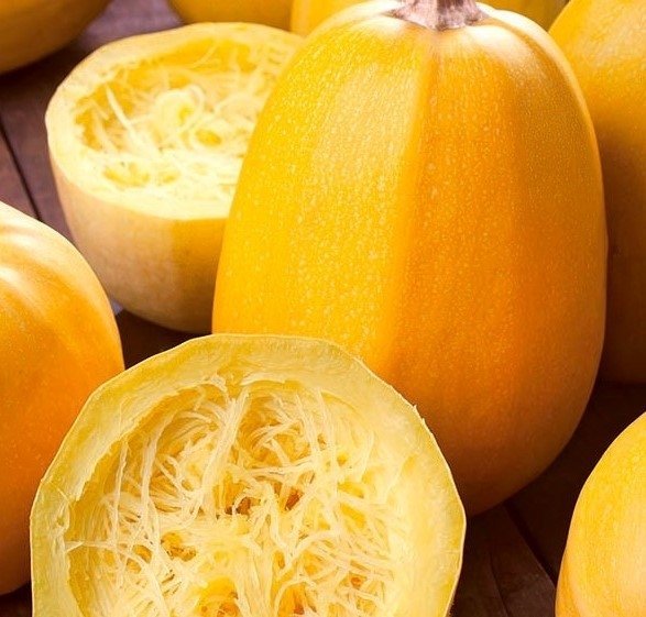 Spagettisquash spagettipumpa squash pumpa 4 frön