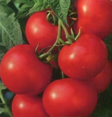 Tomat Morning låg upp till 20 kg tomater på en planta/ säsong  8 frön
