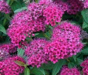 Spirea japonica 'Anthony Waterer' - Rosenspirea