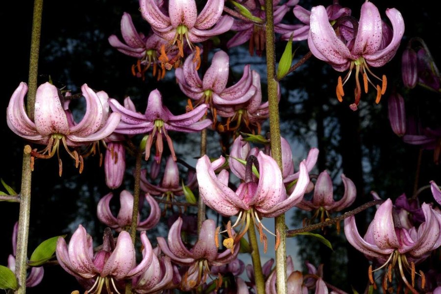 Krollilja Rosa höjd ca 90-150 cm blommar juni-september 30 frön