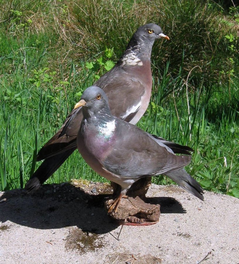 Duva konsthantverk natur prydnad återbruk inredning deko för hylla bord bänk