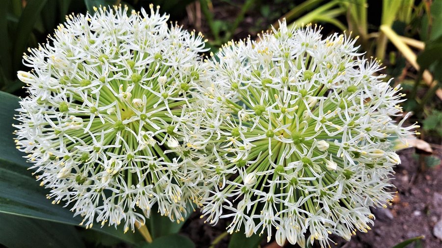 Allium Mount Everest höjd 100-150 cm 50 frön