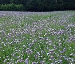 Honungsfacelia bimagnet gröngödslingsväxt och vacker blomma!