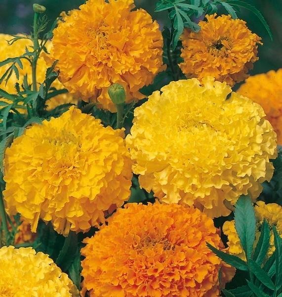 Tagetes ´Sunset Giants' Storblommande hög sort i solskensfärger Jorddoktor!