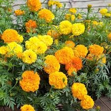 Tagetes ´Sunset Giants' Storblommande hög sort i solskensfärger Jorddoktor!