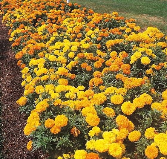 Tagetes ´Sunset Giants' Storblommande hög sort i solskensfärger Jorddoktor!