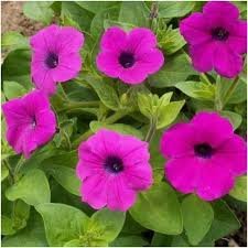 Petunia vildpetunia violpetunia perenn petunia!