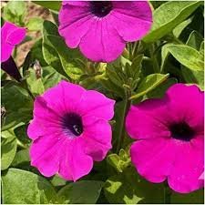 Petunia vildpetunia violpetunia perenn petunia!