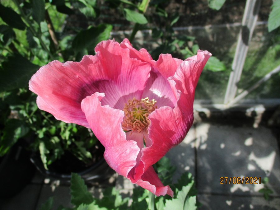 Mammoth Poppy. 30 frön. Världens i särklass största vallmo. P Somnfierum