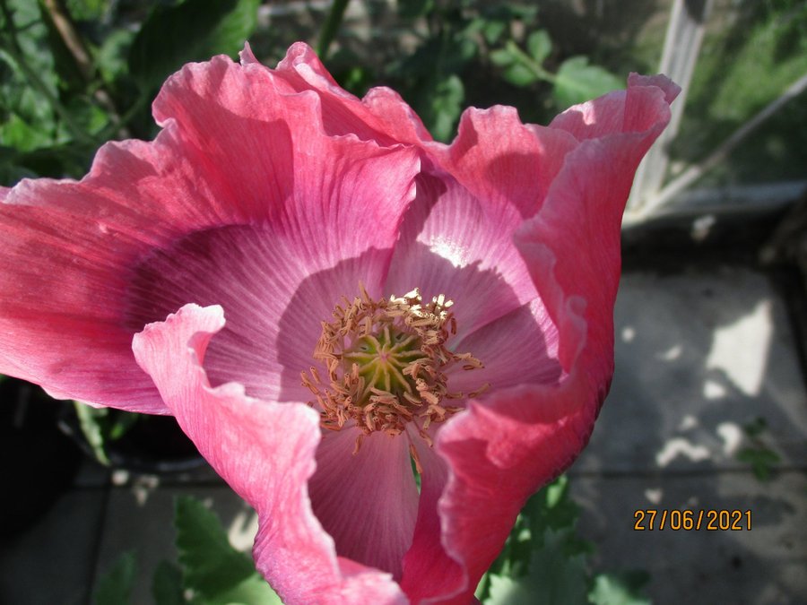 Mammoth Poppy. 30 frön. Världens i särklass största vallmo. P Somnfierum