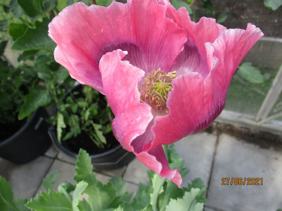 Mammoth Poppy. 30 frön. Världens i särklass största vallmo. P Somnfierum