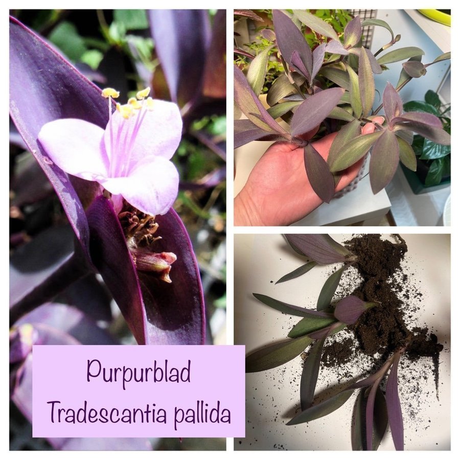 Purpurblad, Tradescantia pallida, 5 Sticklingar, planta, växt